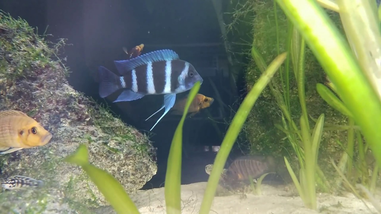 Fight altolamprologus