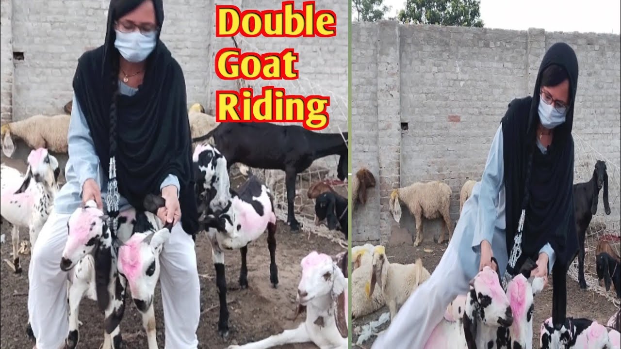 Double Goat Riding ll Funny Double Sawari llMost Viral Video ll