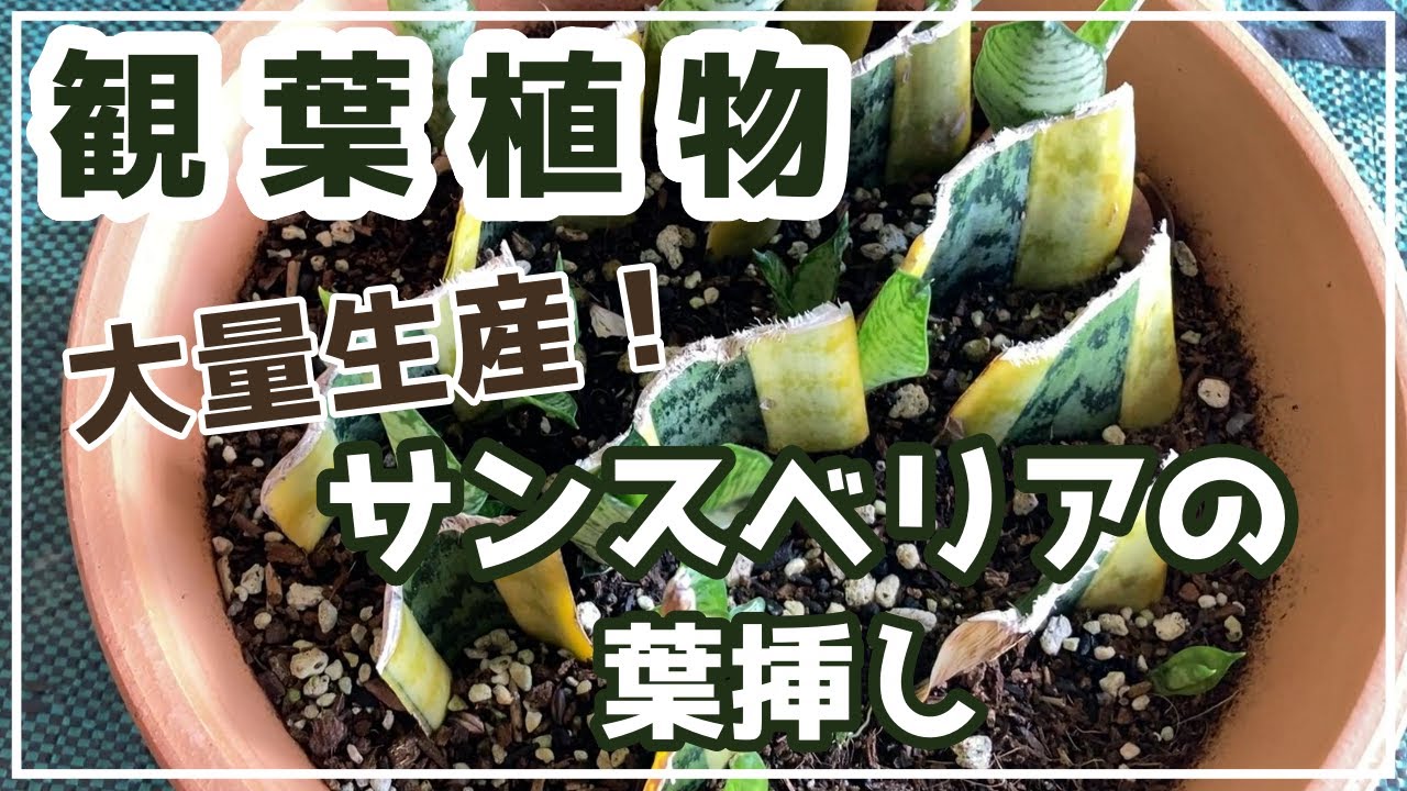 【観葉植物】サンスベリアの葉挿し／100％増やせます！