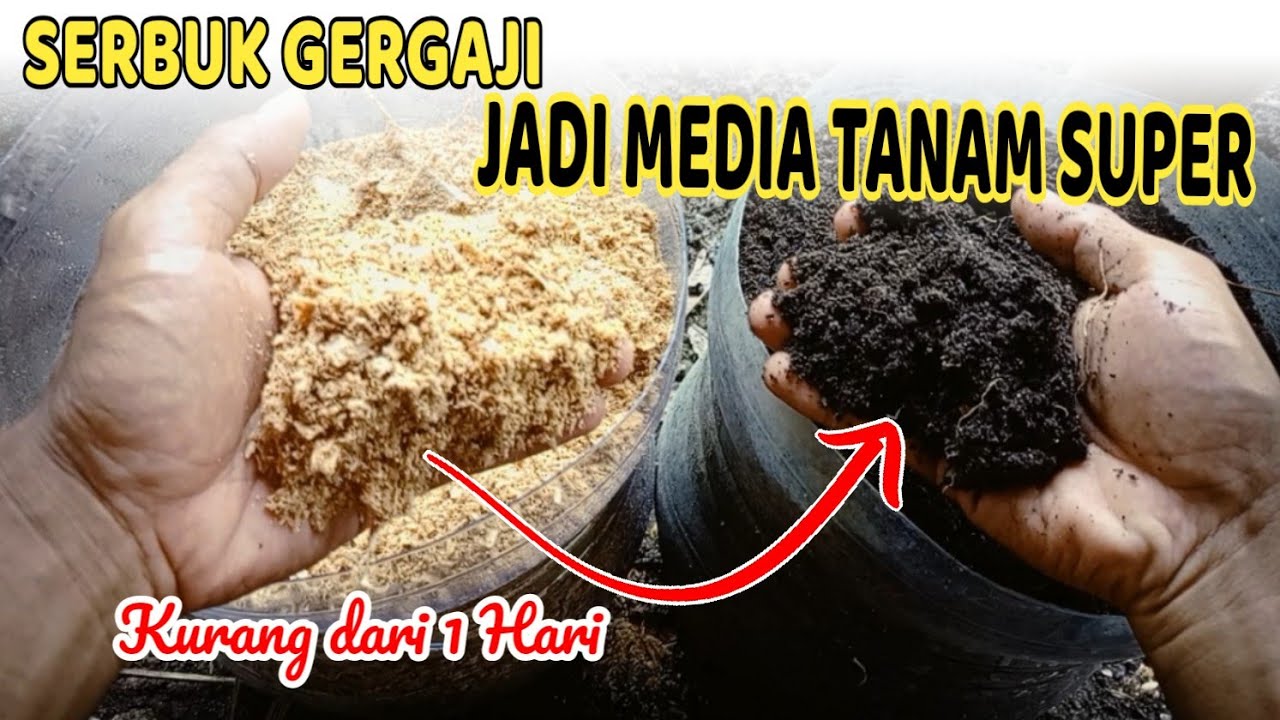1 HARI JADI❗Merubah Serbuk Gergaji Menjadi Median Tanam Super Kurang dari 1 Hari #pupukorganik