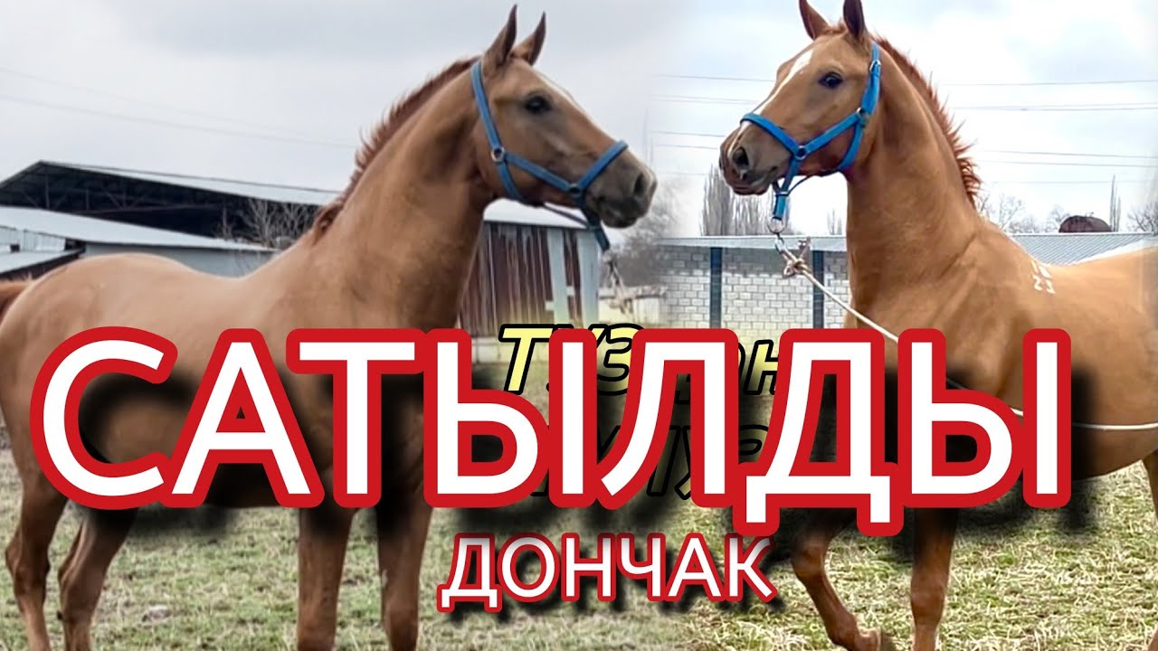 ТУЗ линиядан ТУЛУЗ ДОНЧАК МУНДУЗДАН