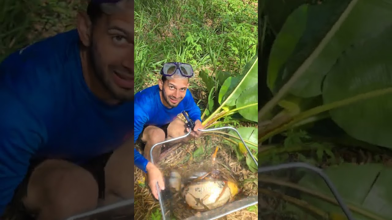 Buscando peces koi parte #3🐠🐟🇵🇷