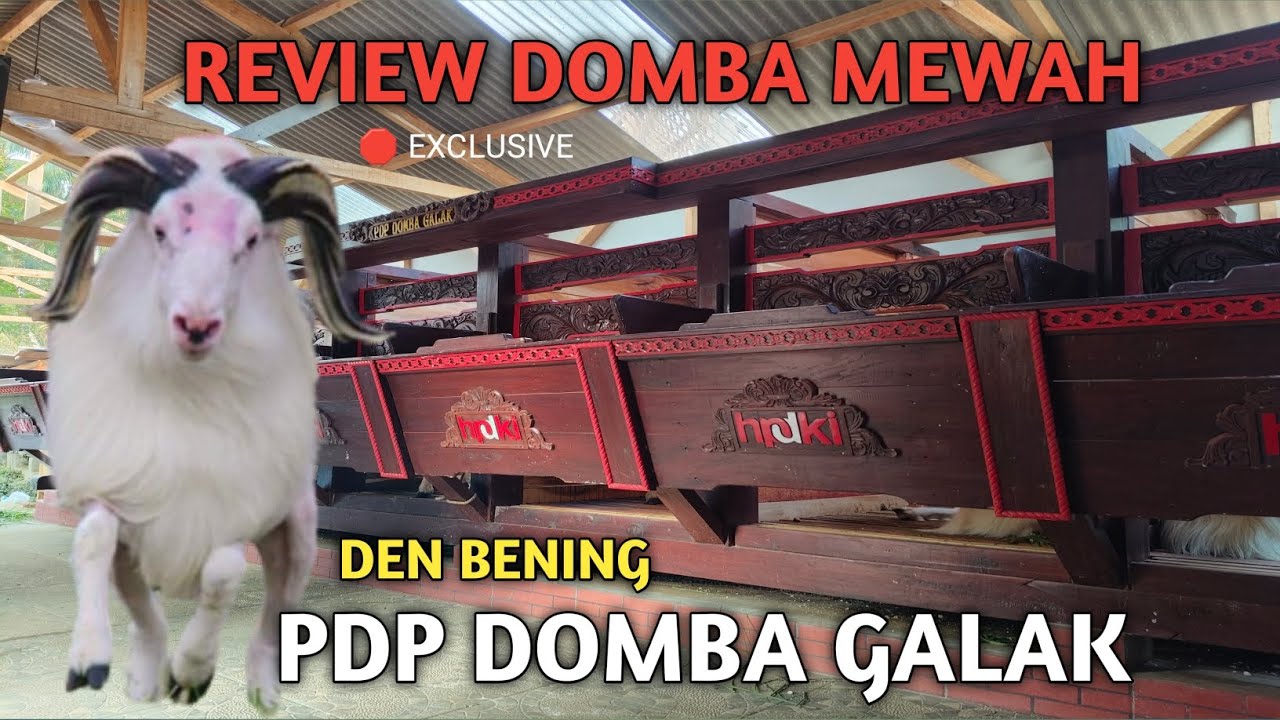 WAJIB TAU‼️REVIEW KANDANG DOMBA GARUT MEWAH DEN BENING // PDP DOMBA GALAK