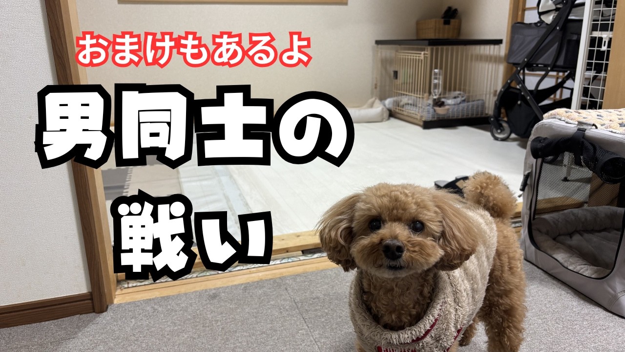 【怪力】負けられない戦いがそこにはある！ソラ君とバトルになりました。最後、おまけもあります。