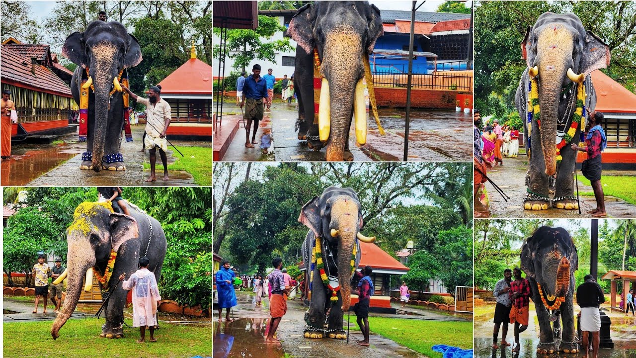Chirakkal Kattakampal Temple Aanayoottu | 2024 #elaphant #keralaelephant #new