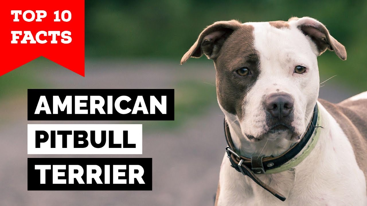 American Pitbull Terrier - Top 10 Facts
