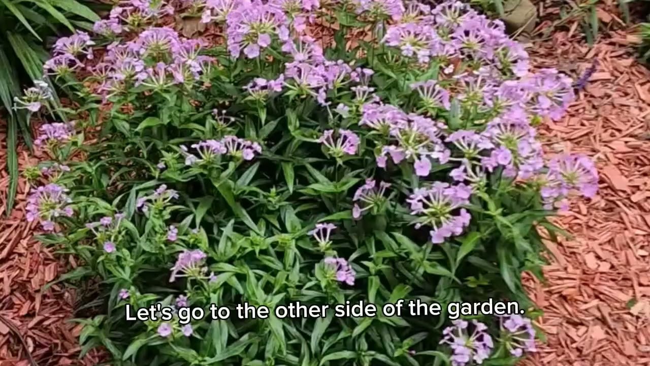 Flowers can make the garden lively