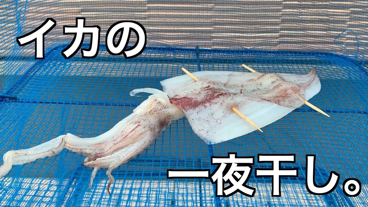 【イカメタル】釣れたイカで一夜干し。