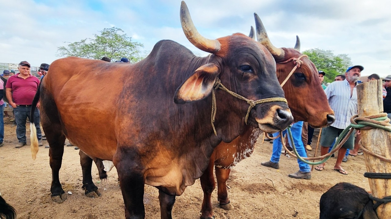 FEIRA DO GADO EM CACHOEIRINHA-PE  19-02-2026 #nordeste
