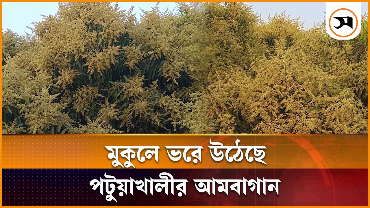 মুকুলে ভরে উঠেছে পটুয়াখালীর ৬৯০ হেক্টর আমবাগান | Mango Farming | Rajshahi | Samakal News