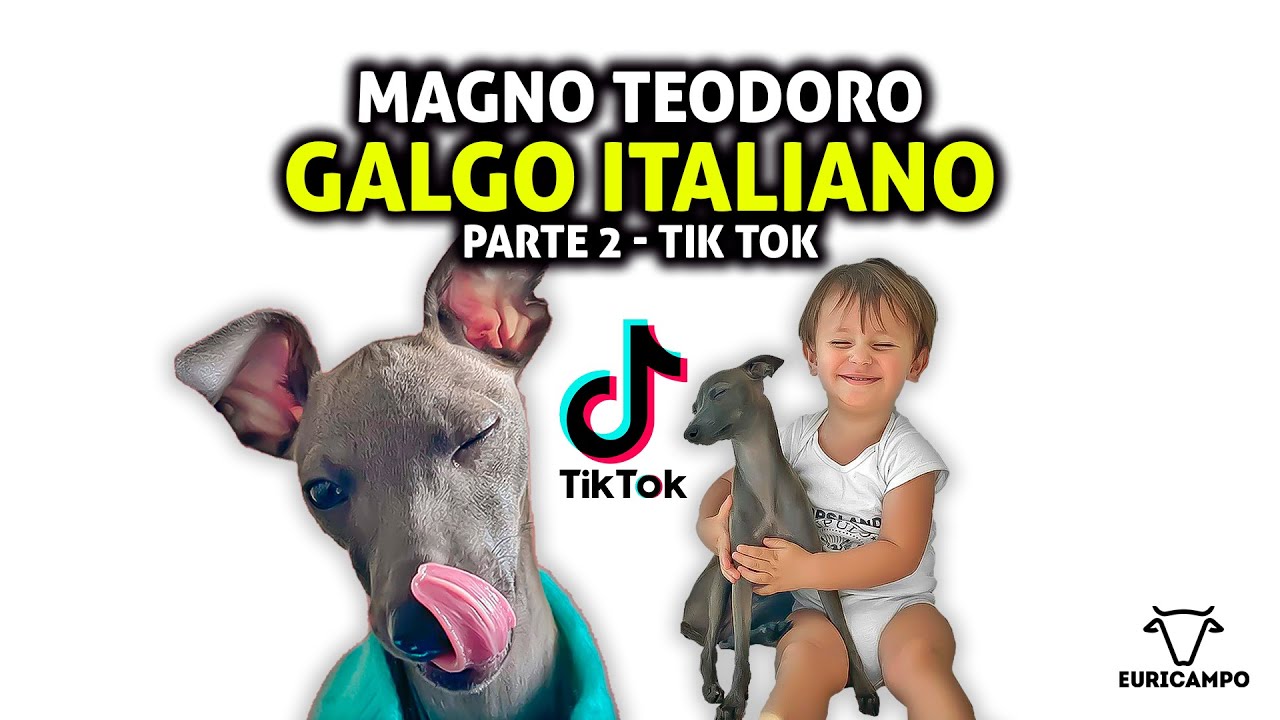EURICAMPO| Magno Teodoro, O galgo italiano (Italian Greyhound) Que ficou Famoso do TIK TOK | PARTE 2