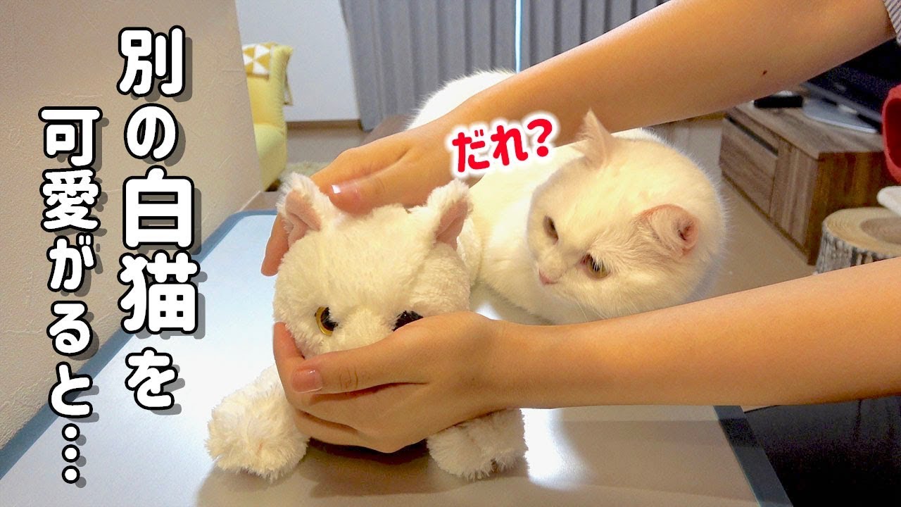 別の白猫を可愛がるとヤキモチを焼いちゃう猫！