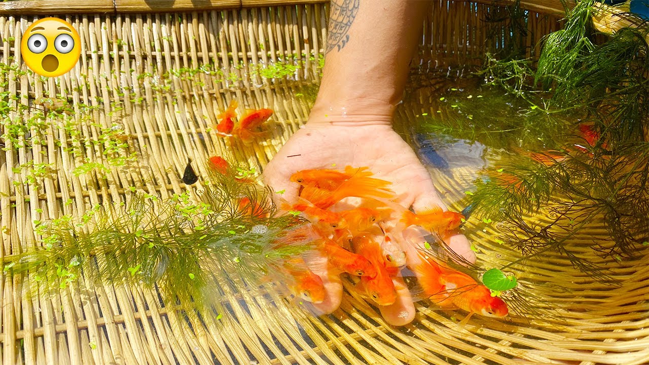 Beautiful Golden Fish Betta Fish Other Fish Catching By two Guys! #Ep77