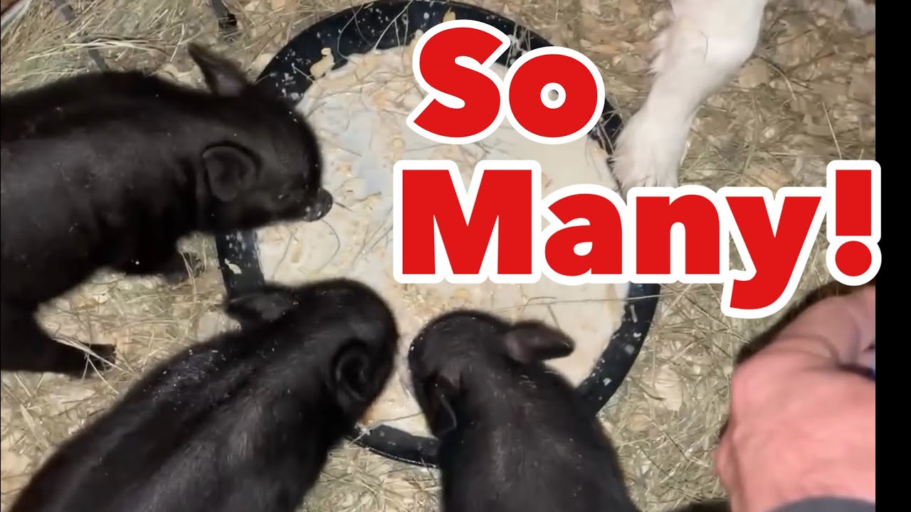 3 Little Piggies and a Goat Named Journey