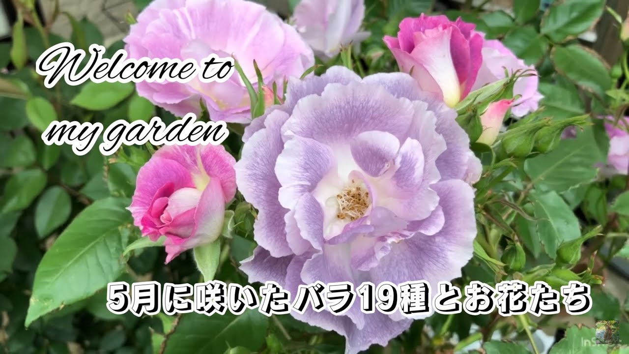 5月に咲いたバラ19種と春のお花たち【バラ/薔薇/ガーデニング/春のお庭/春のお花/Rose garden/May garden tour】