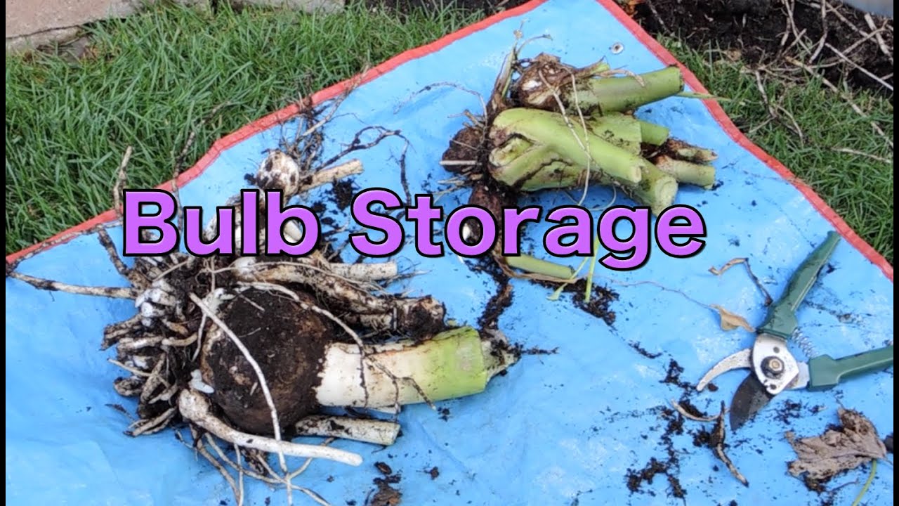 Storing Bulbs for Winter - Elephant Ear Colocasia Esculenta, Spider Lily and Caladium