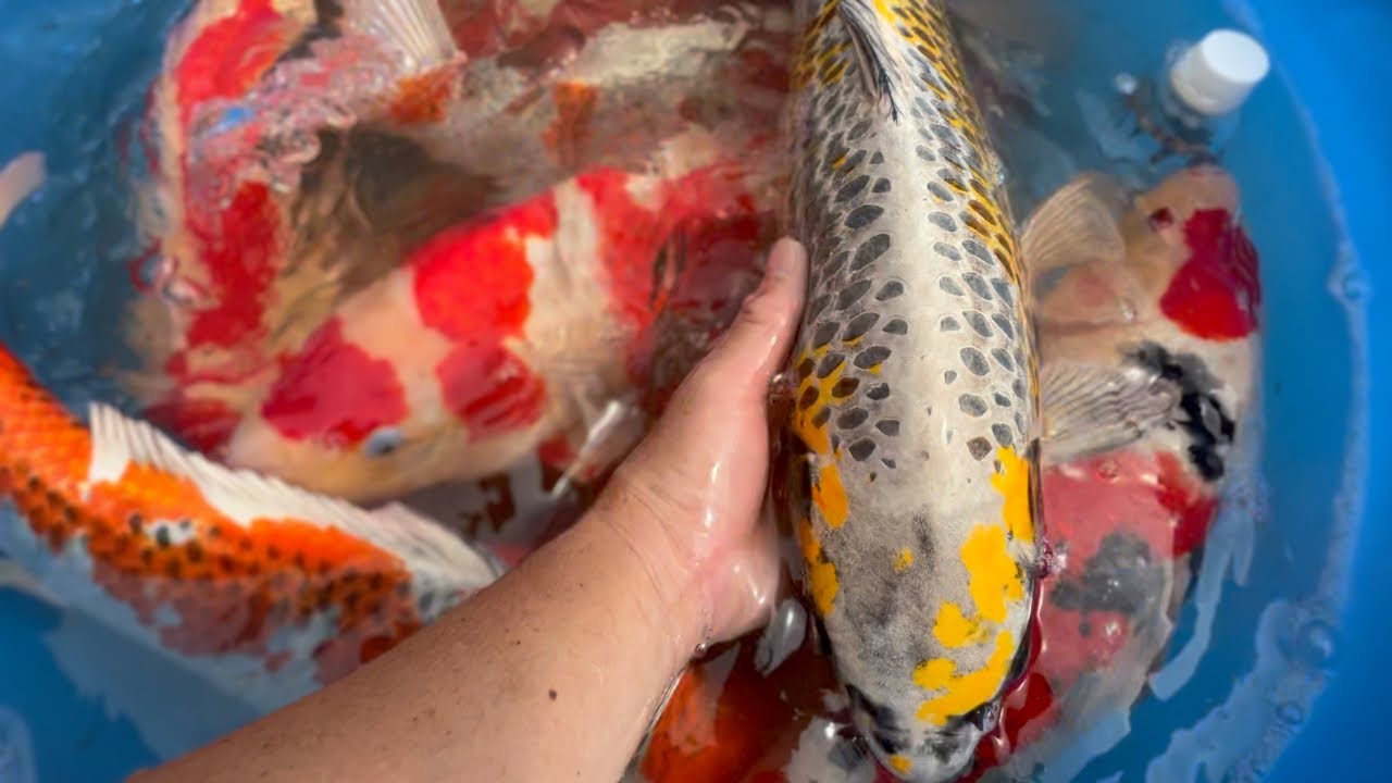 【錦鯉売り出し】雨の展示会準備...#錦鯉販売 #koi #泳ぐ宝石錦鯉