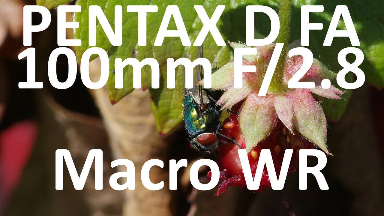 Backyard Macros with the PENTAX D FA 100 F/2.8 Macro WR