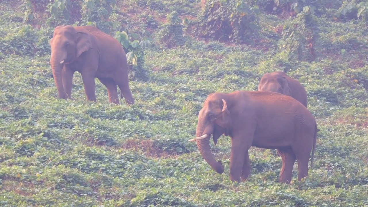 രാവിലെ കൊമ്പൻമാർ ഒന്നിച്ച് മലകയറുന്നു #wildelephant 
