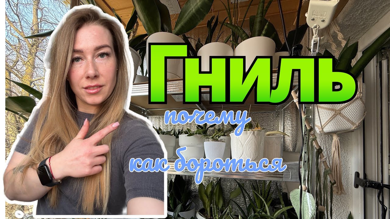 Гниль на листьях санс #сансевиерия #сансы #sansevieria #болезнирастений
