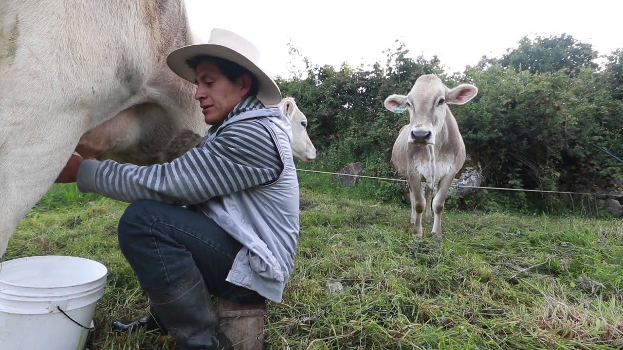 Desarrollo Ganadero para Cajamarca