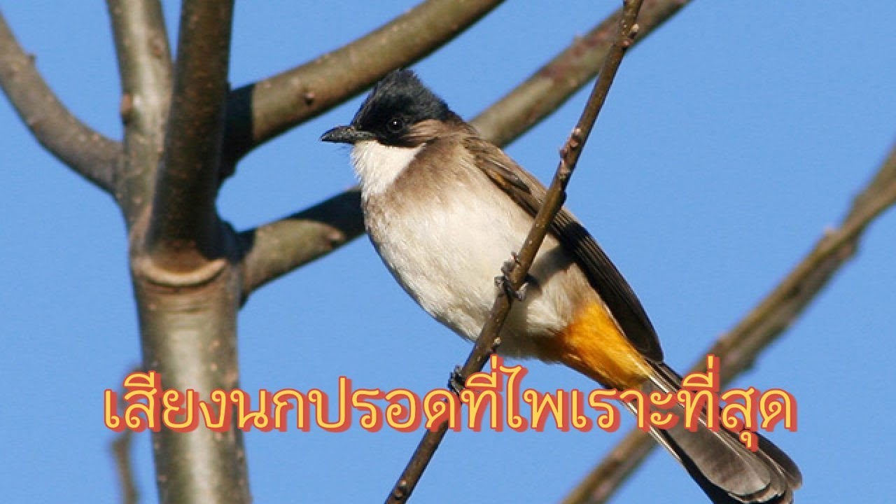 เสียงนกปรอดหัวโขนก้นเหลืองที่ไพเราะที่สุด | ฟังเพื่อผ่อนคลาย