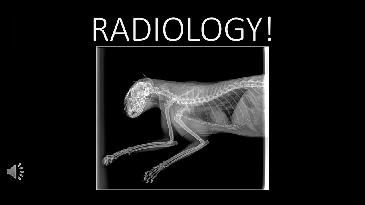 Radiology Saftey and Positioning for Veterinary Assistants