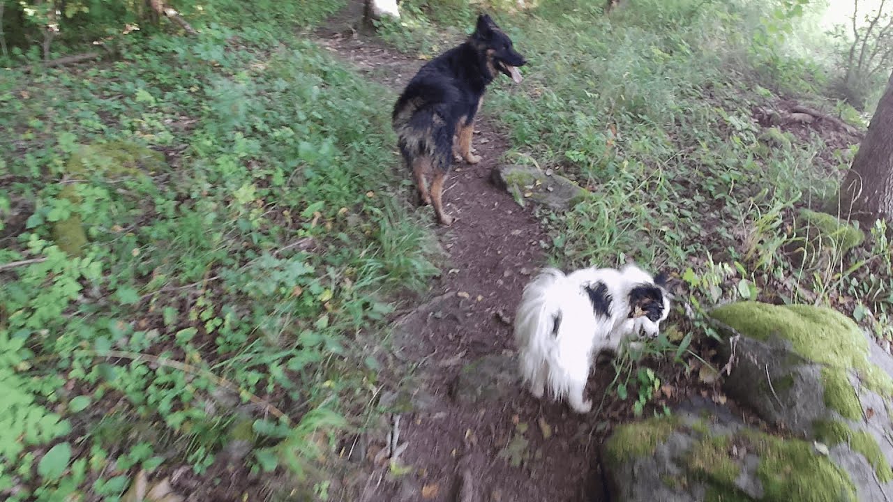 Standing outside Gävle walking dogs Ep46