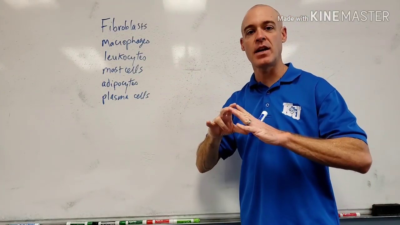 The 6 Cells of Fibrous Connective Tissue