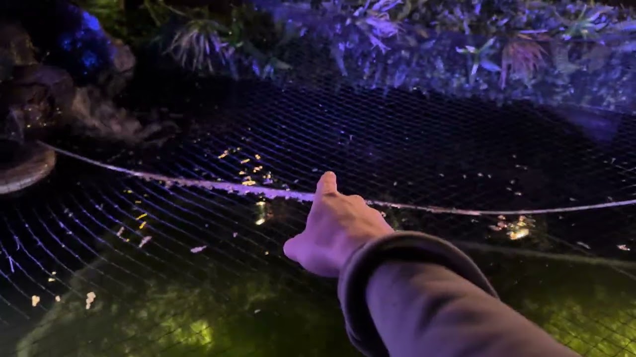 Helpful tips on keeping sturgeon and pond fish (update on the blue sturgeon)