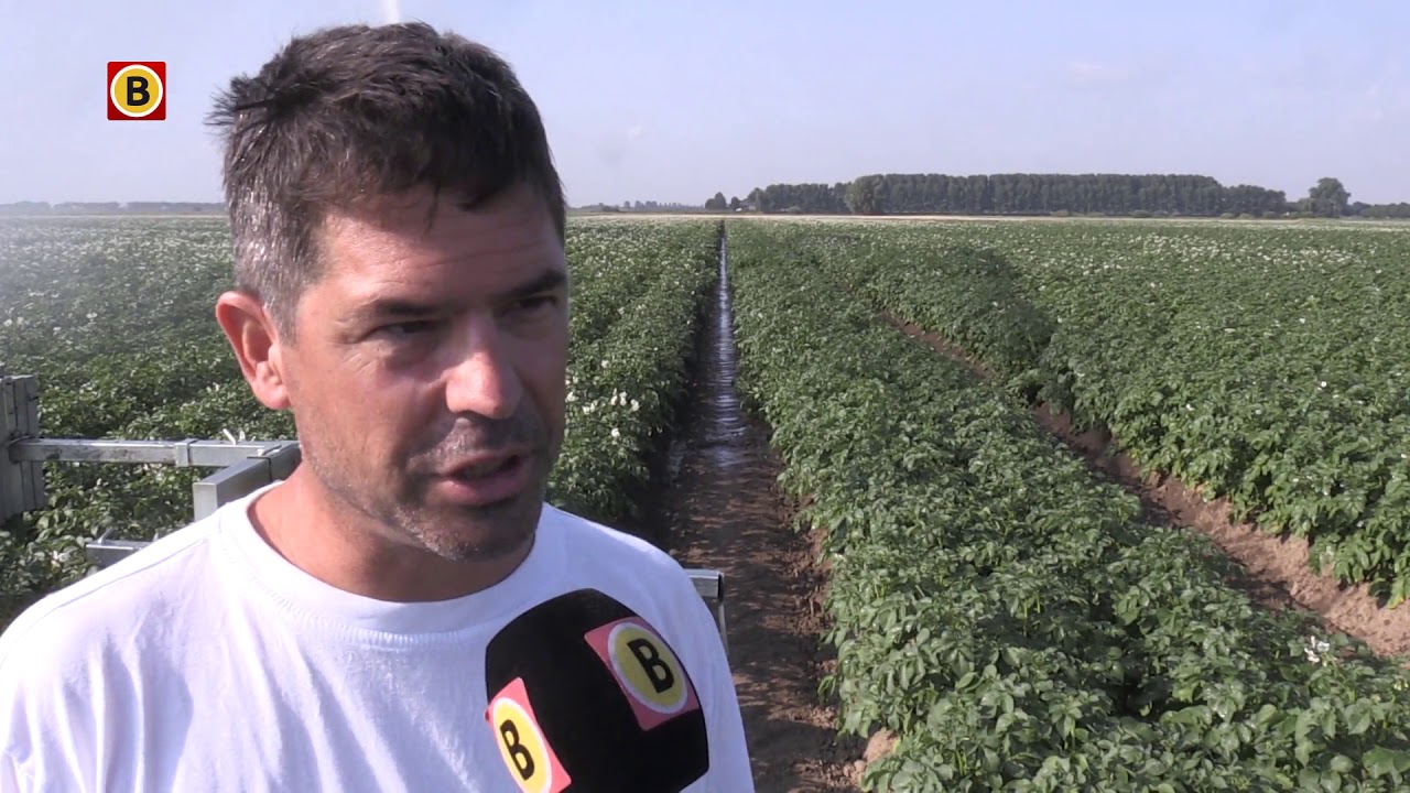 Akkerbouwer Wim de Witte uit Steenbergen ondervindt voor- en nadelen door de hitte