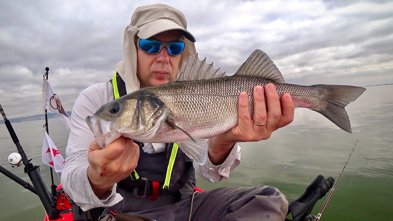 Inshore Fishing for Sea Bass -  Estuary Fishing for Bass the Easiest Place To Catch Dozens