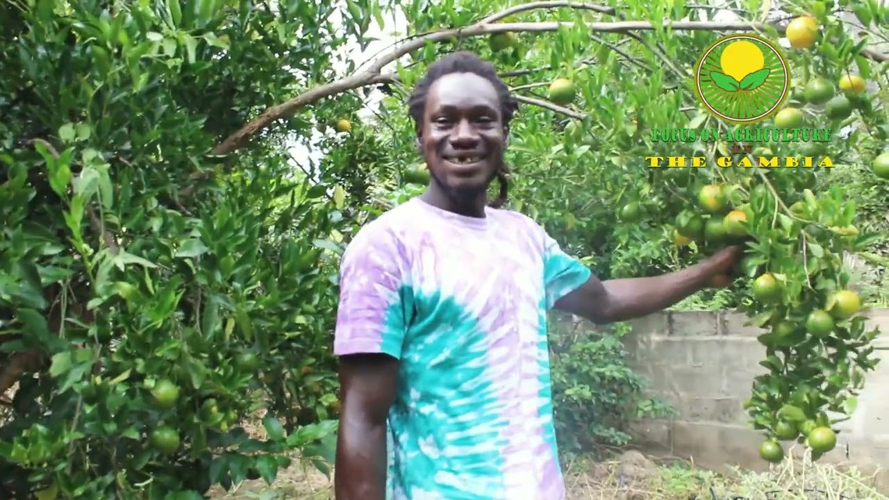 Tenko Farm’s Vision for Gunjur: Replacing Lost Trees & Fighting Harmful Chemical Farming
