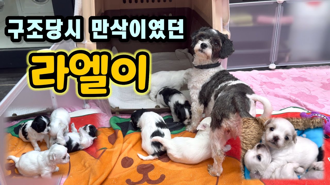 유기견 보호소에서 출산을 하게 된 강아지.