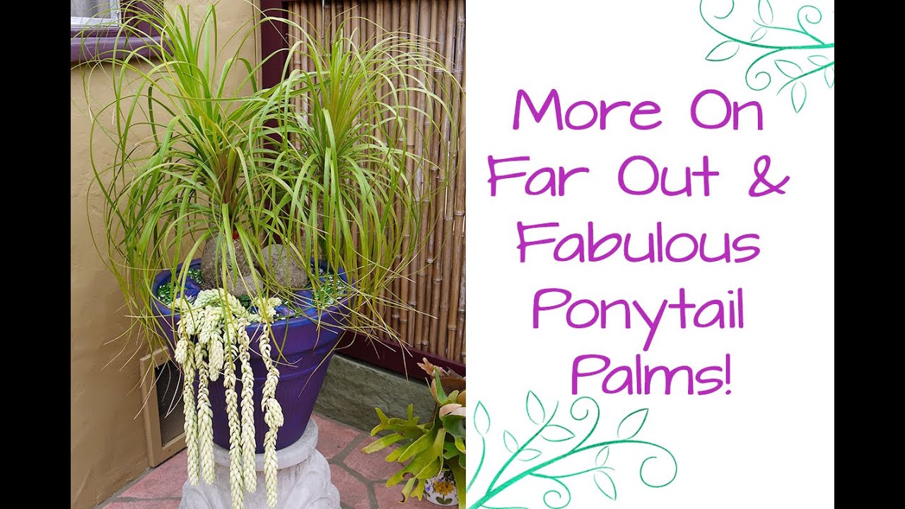 More On Far Out & Fabulous Ponytail Palms!