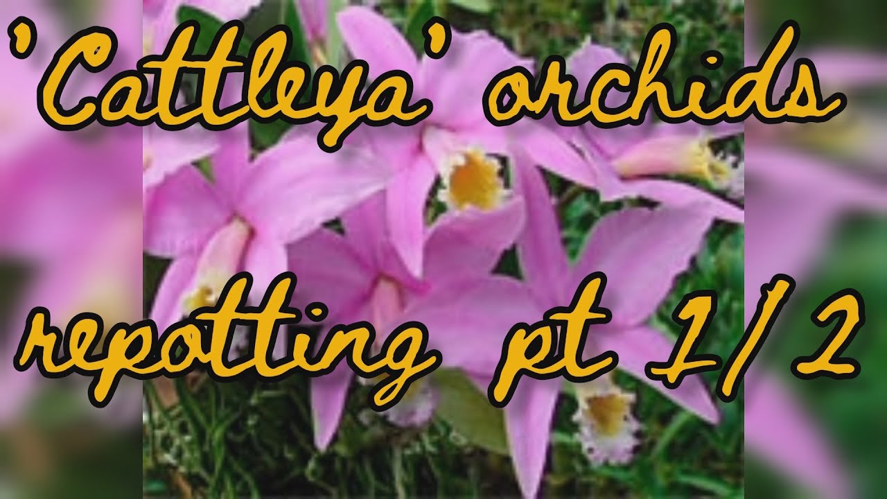 🌺New Lucke cattleya orchids maintenance Pt 1
