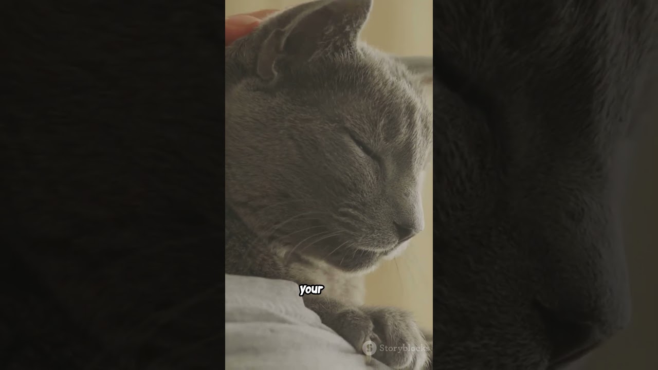 Cats form strong emotional bonds with their owners #youtubeshorts #cat #pets#trending #viral
