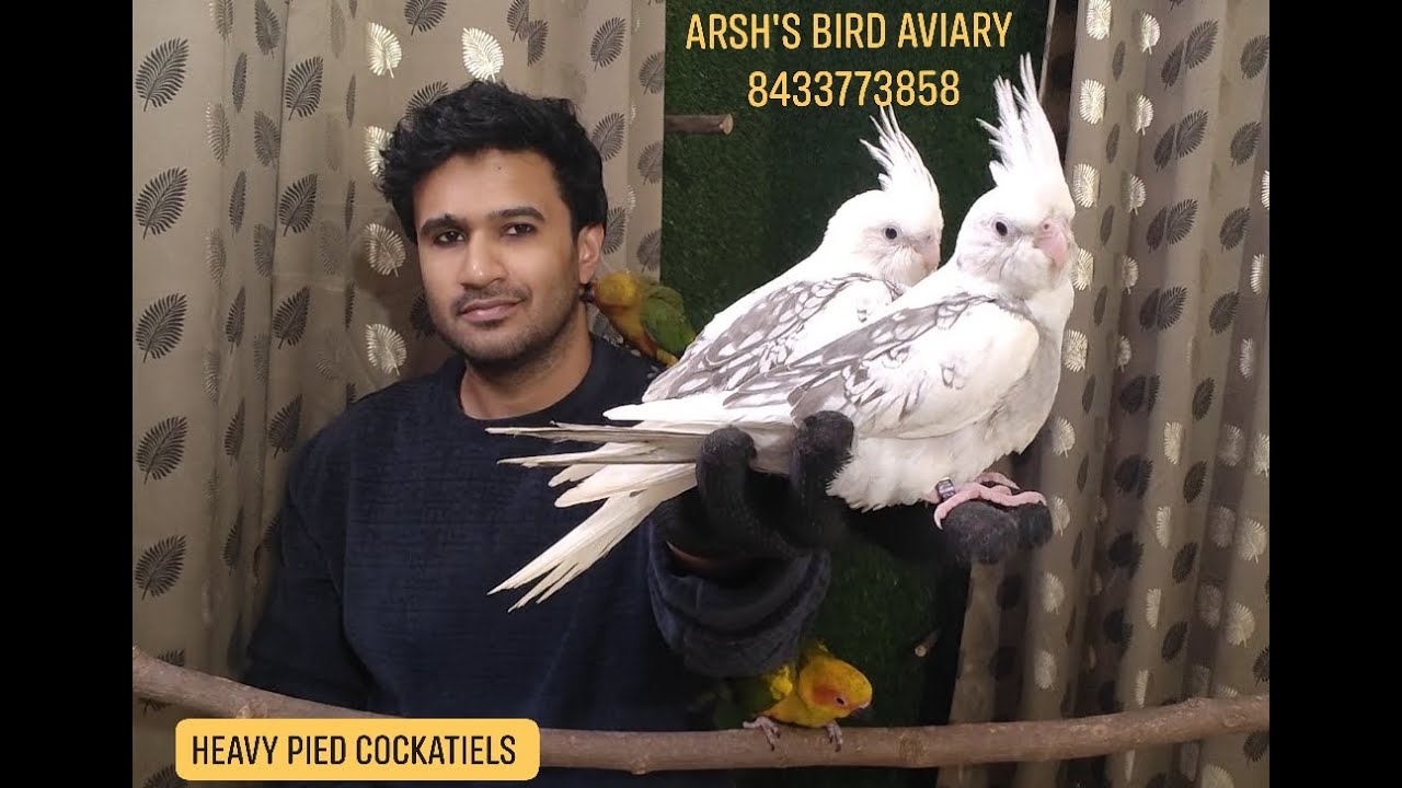 Hand tamed cockatiels | Recall trained bird | Bird toys @Arshs_exotic_birds