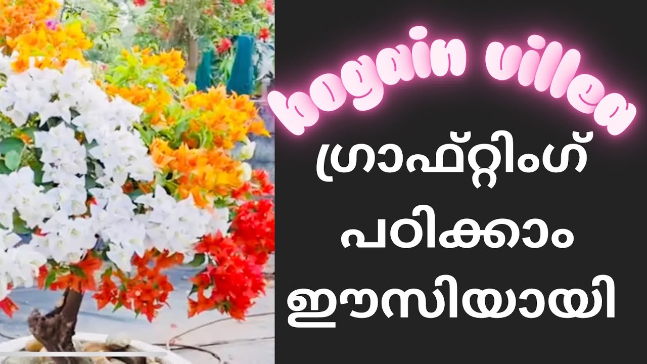 ബോഗൻ വില്ല ഗ്രാഫ്റ്റിംഗ് പഠിക്കാം 