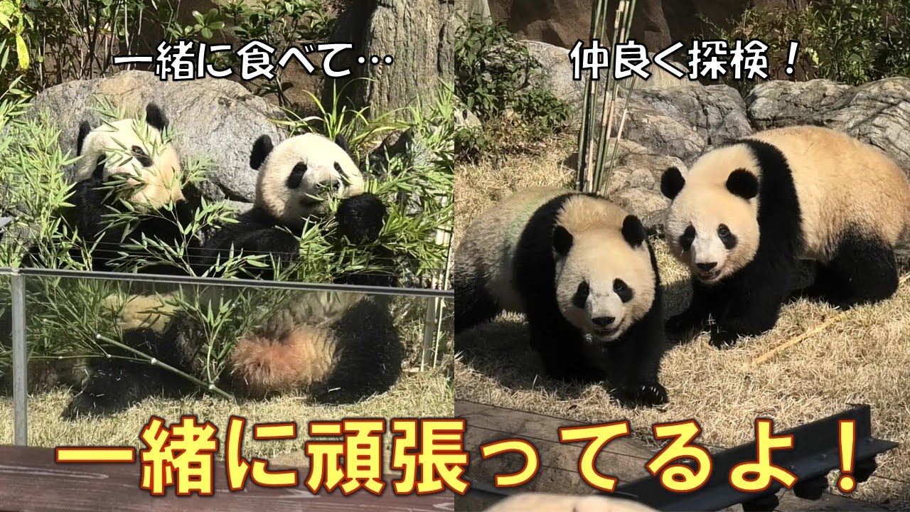 3/22双子パンダ二人で一緒に頑張ろうね！ぴったり寄り添ってる姿が愛おしいgiantpanda @tokyo 上野動物園