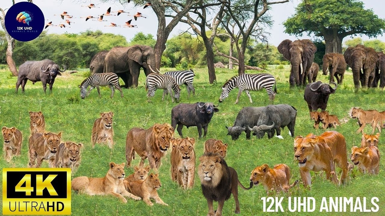 4K African Wildlife: Discover Beautiful African Wildlife in Real Sound and Stunning Views