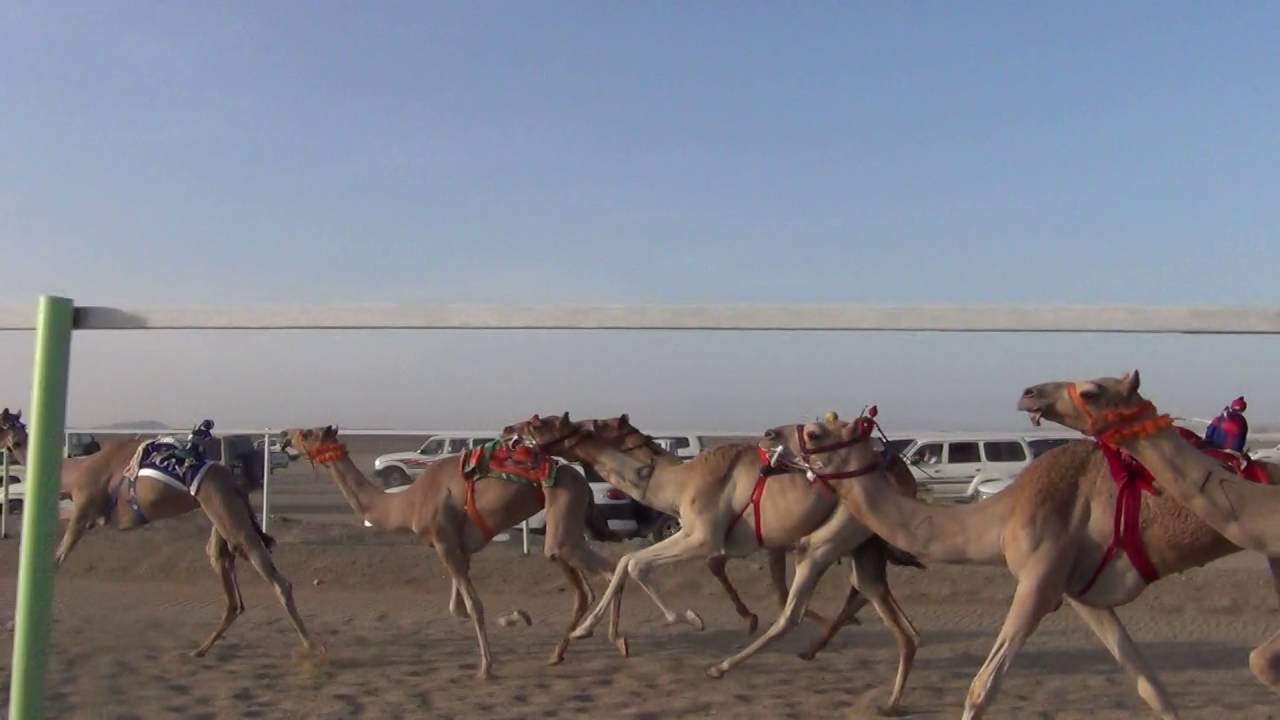 شوط السيارة بكار حقايق 3كم : وزن : صالح بنية البلوي