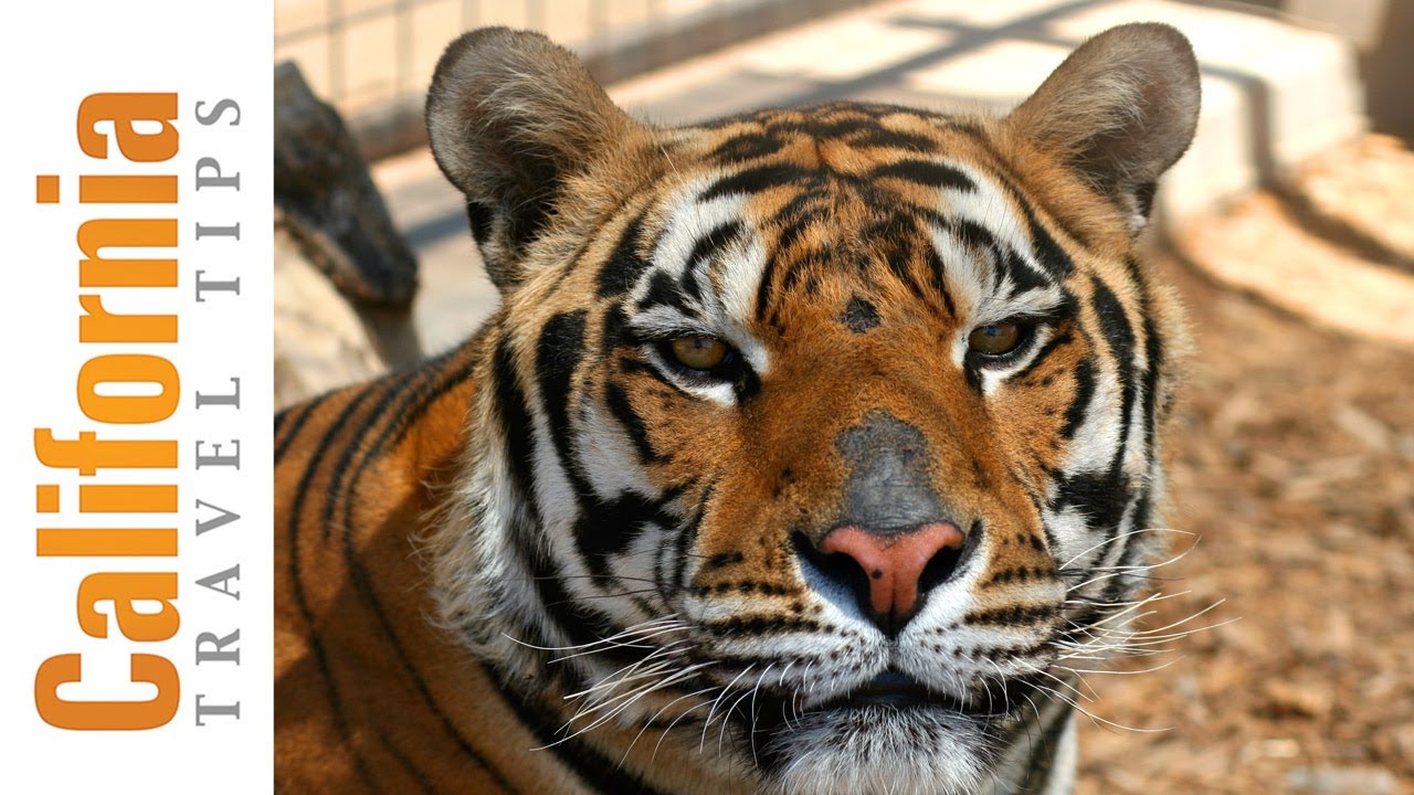 Forever Wild Animal Sanctuary | Mojave Desert Travel Guide | California Travel Tips