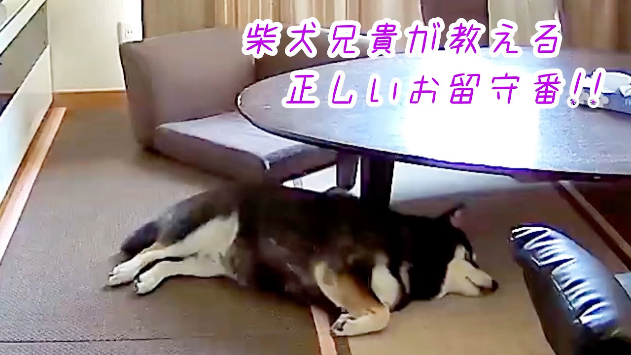 【真実の姿】飼い主不在の柴犬は、きちんとお留守番できるのか？！
