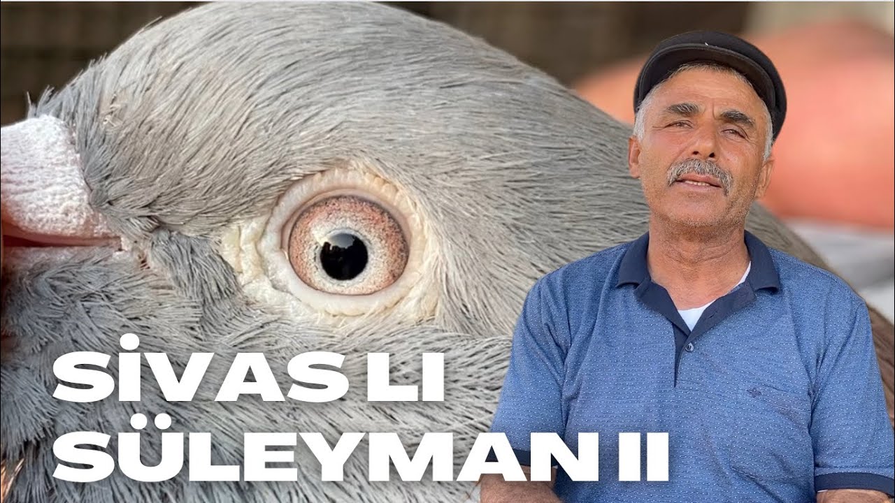 Sivas Oyun Kuşunun Özellikleri Sivaslı Süleyman II