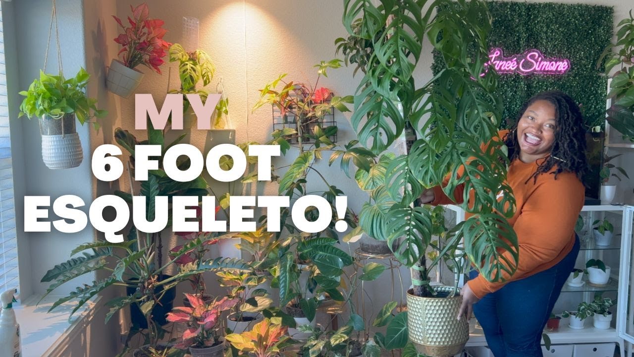 Trying to keep my Monstera Esqueleto Alive and Thriving + Plant Room Updates