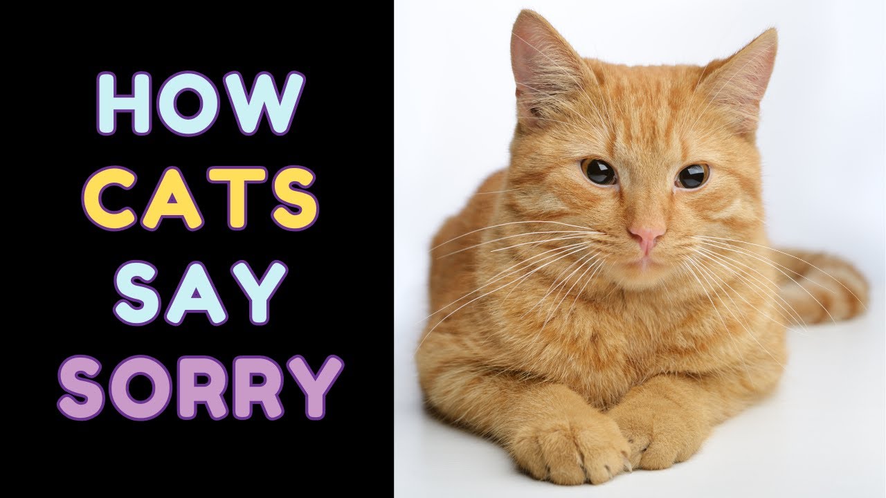 Are CATS Truly SORRY? The SIGNS You Need to Know!
