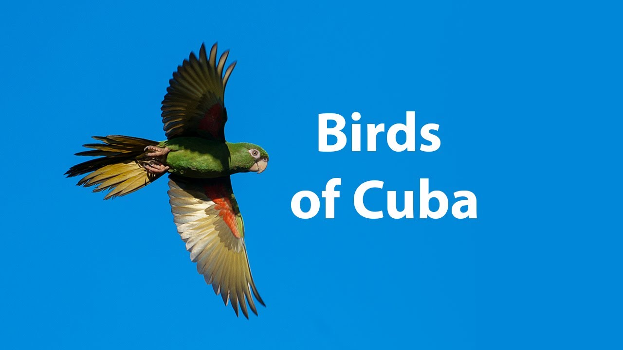 Birds of Cuba