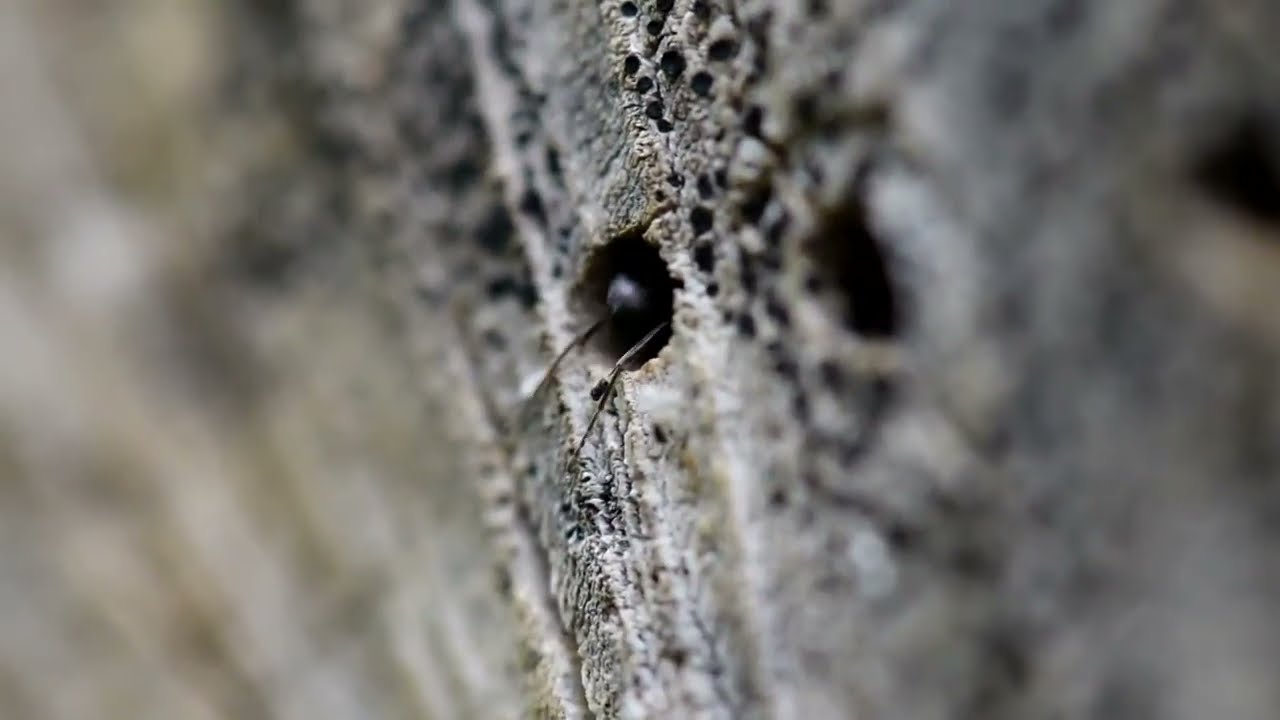 Dipogon solitary wasp preparing its nest