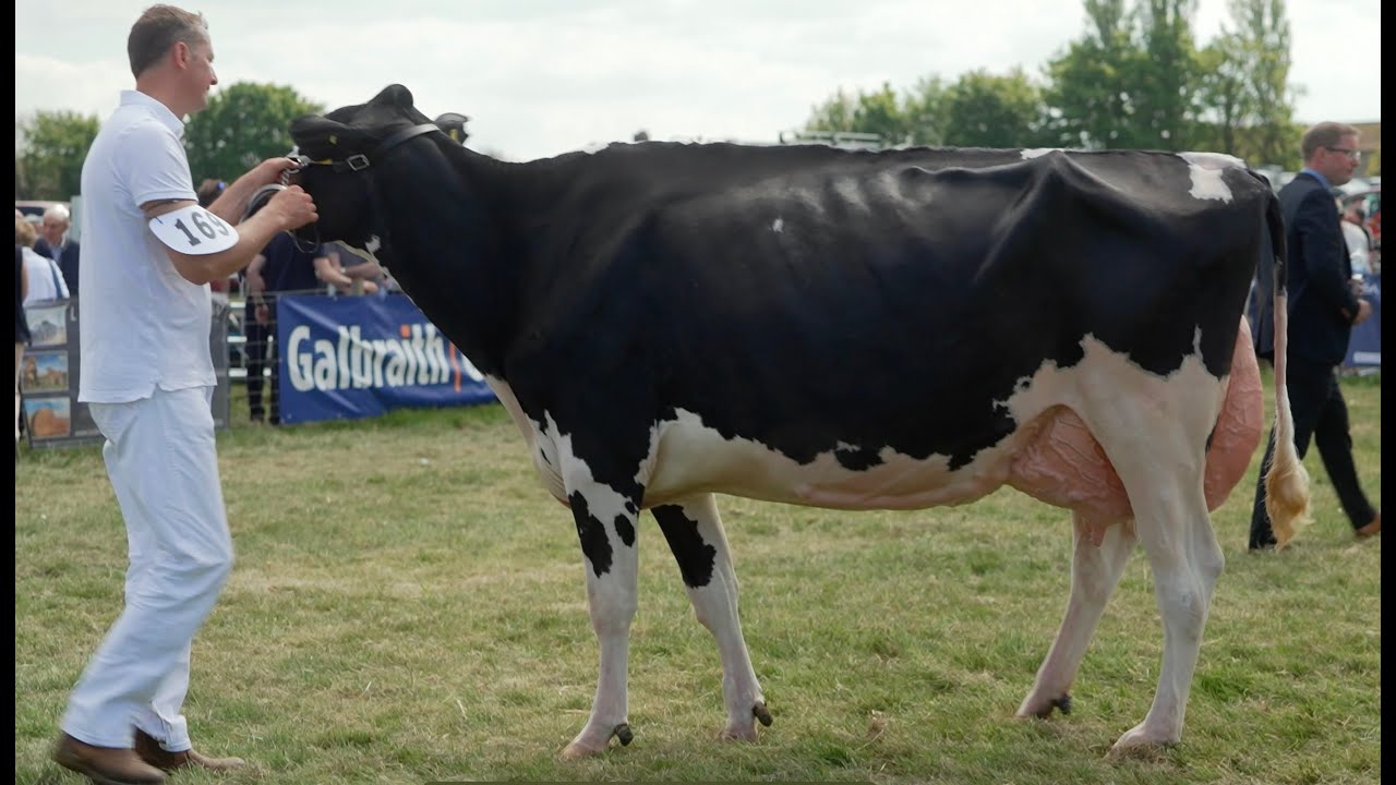 High production EX Holstein  Cows at Ayr County Show (50 tons or more) Rae & Missy.